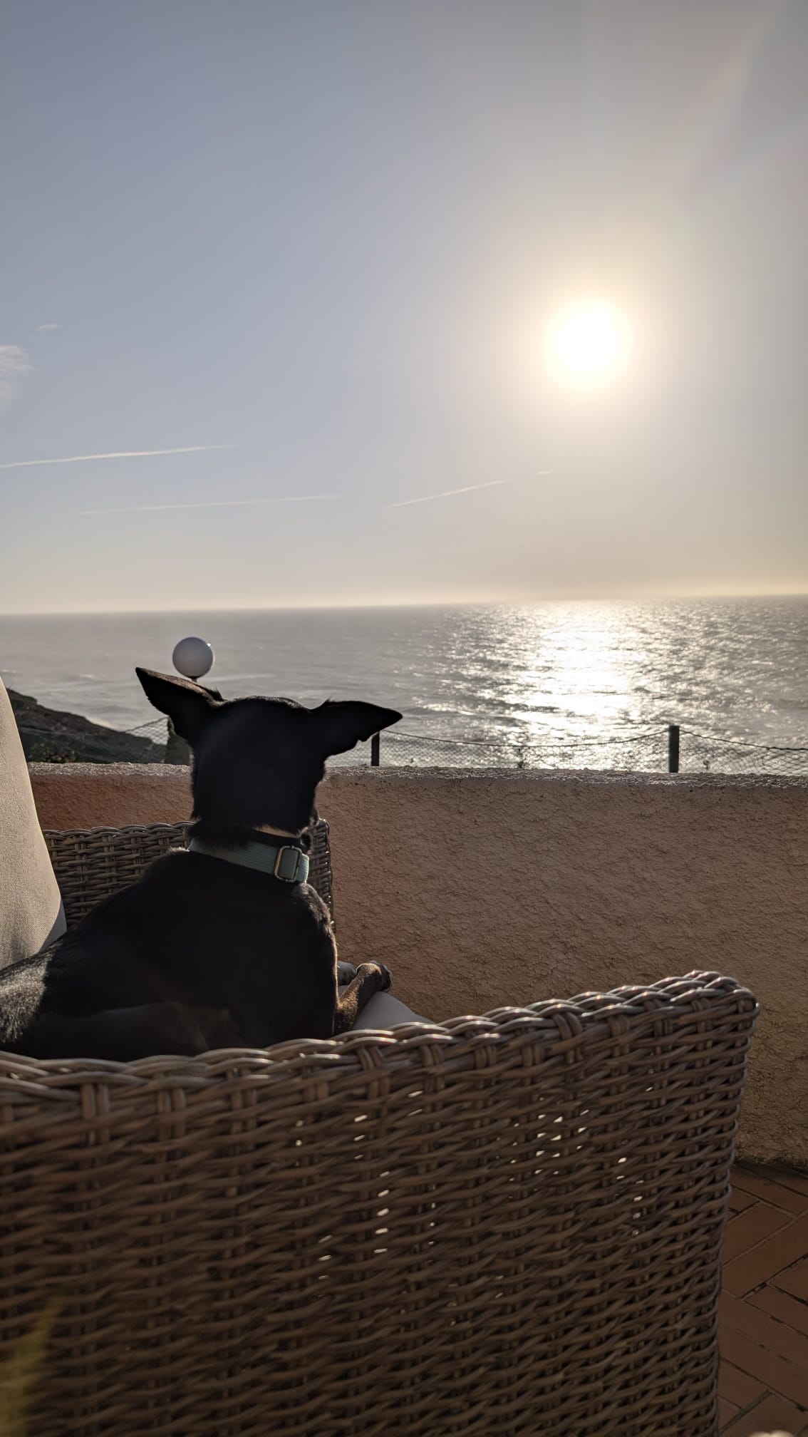 A dog watching the sunset over the Atlantic from the terrace of the Portuguese property Claire bought outright in 2024